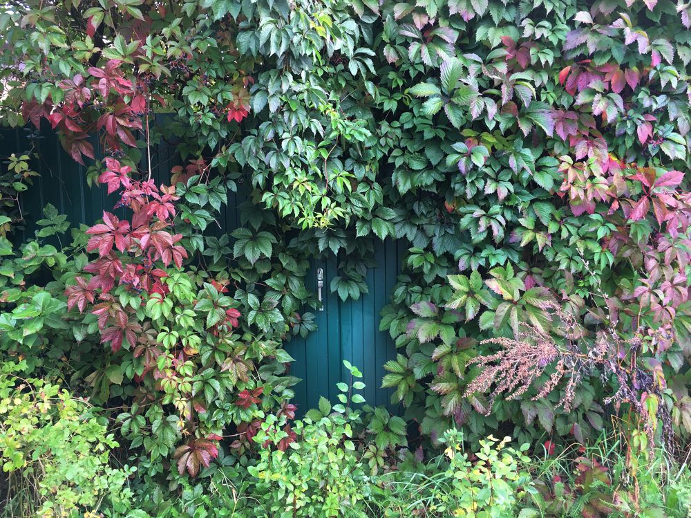 тайная дверь