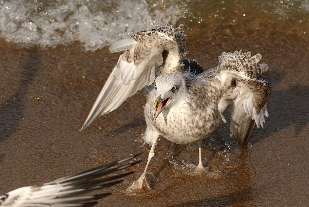 Photograph by Шруб (Беляева) Татьяна