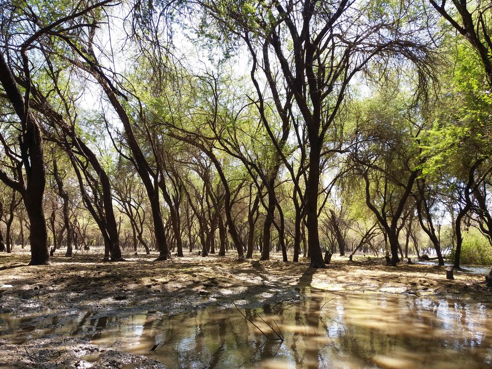 Sunut Trees