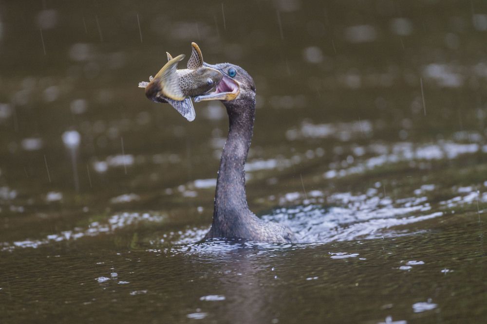 Фотография автора Oskars Smelins