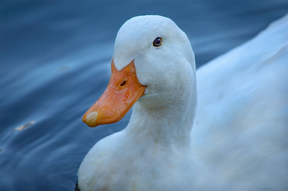 Photograph by Angel IUS-PHO