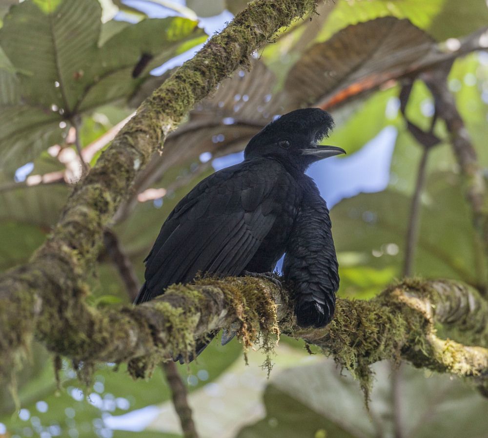 Фотография автора Oskars Smelins