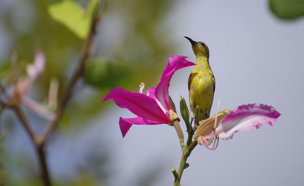 Photograph by Николай Фонарёв