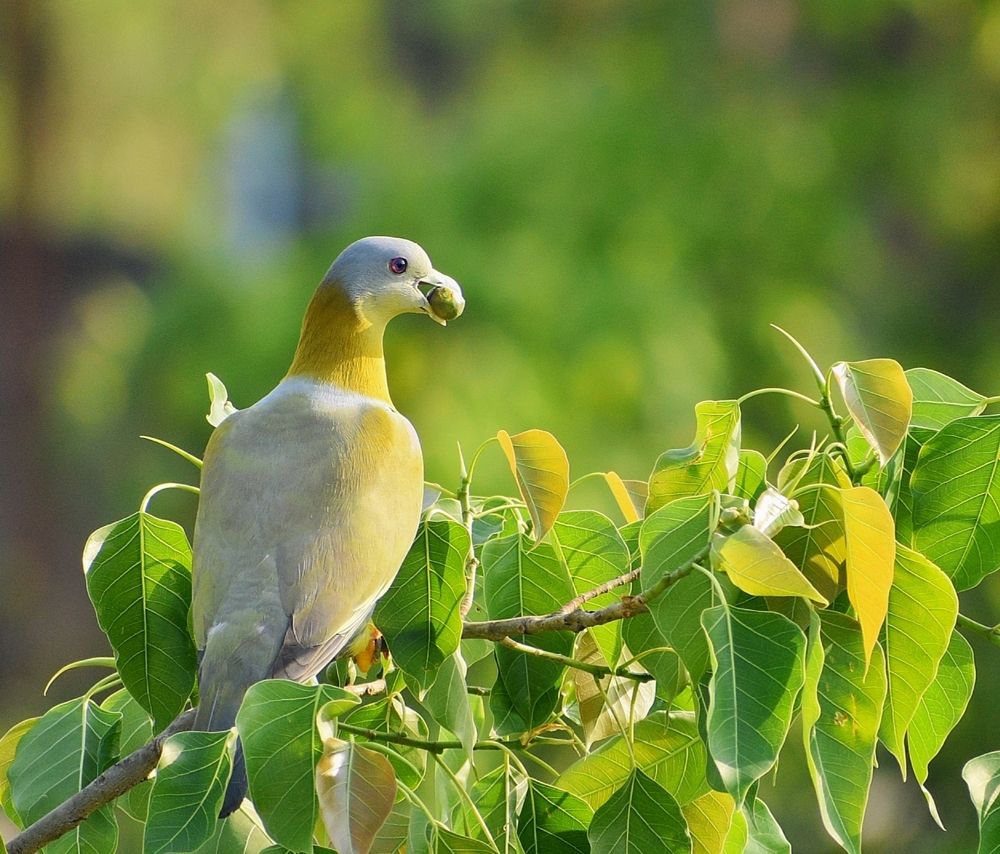 Фотография автора ANKIT GHOSH