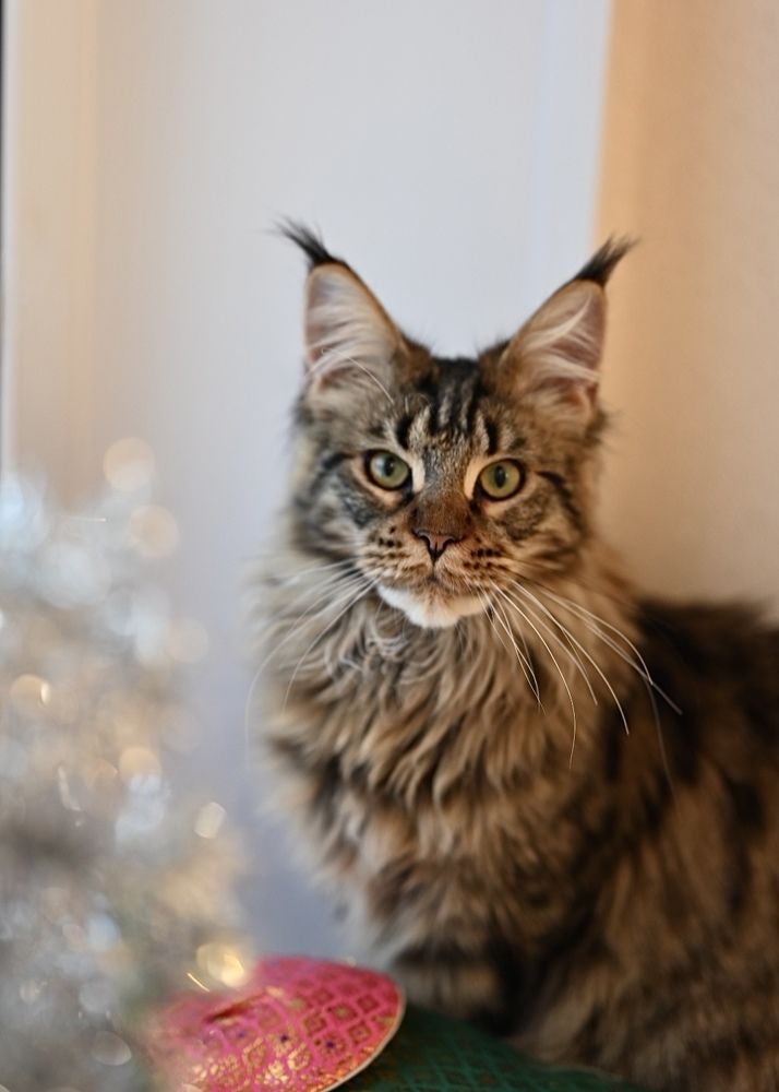 Портрет кошечки