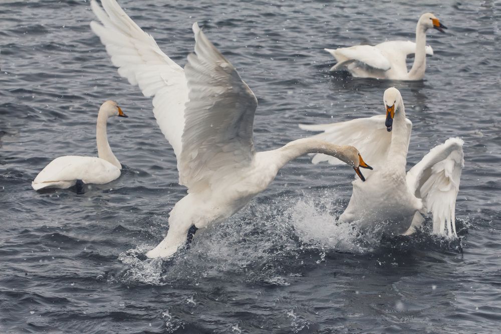 Лебединые разборки.