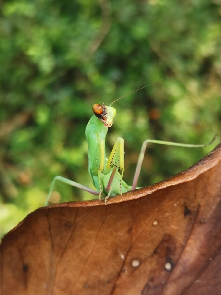 Mantis
