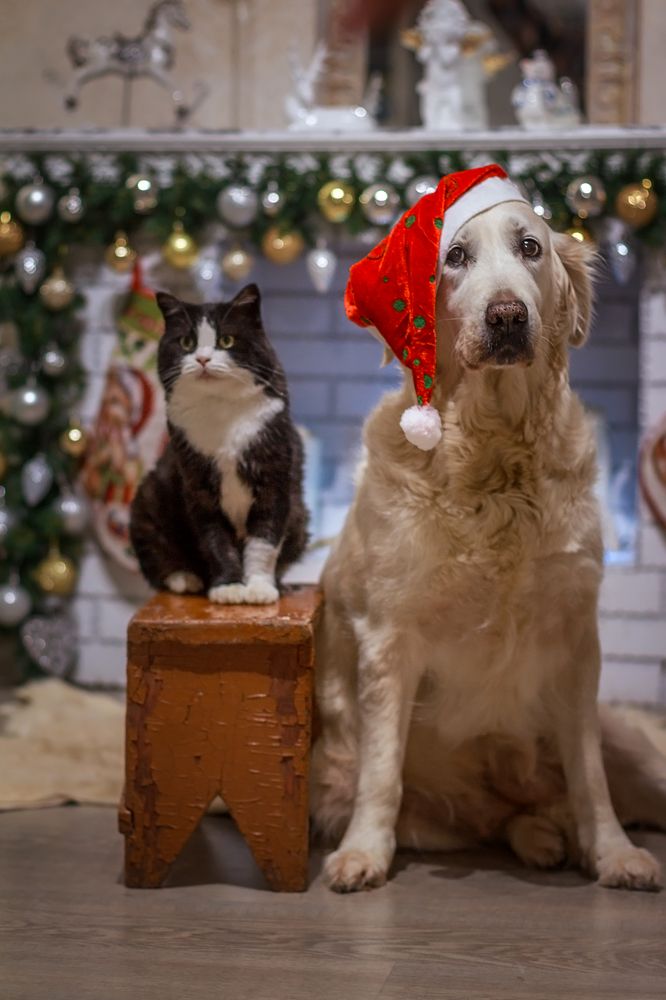 Лана и Феликс.