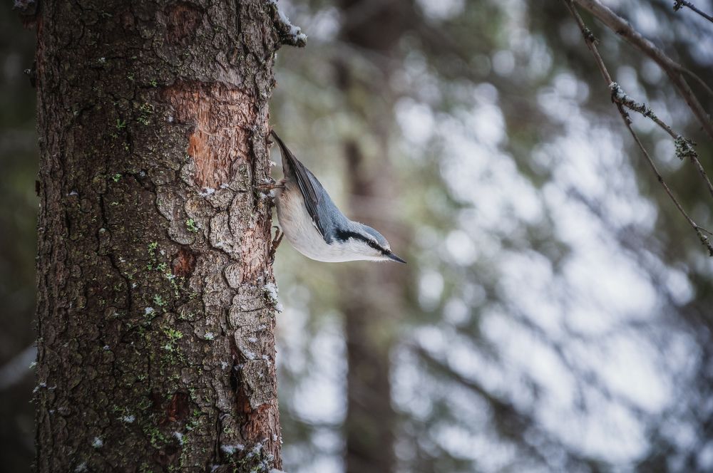 Photograph by Илья Толстоноженко