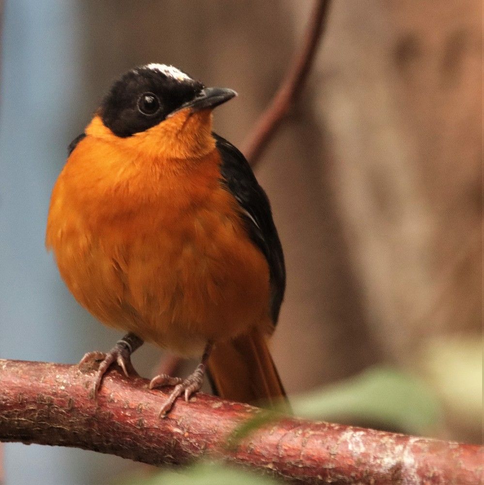 Photograph by Anja kroes