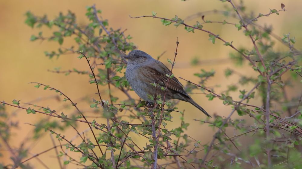 Photograph by Anja kroes