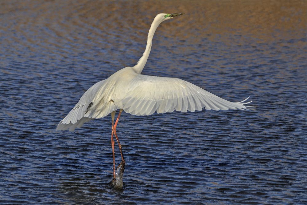 Photograph by Zizi Körmendy