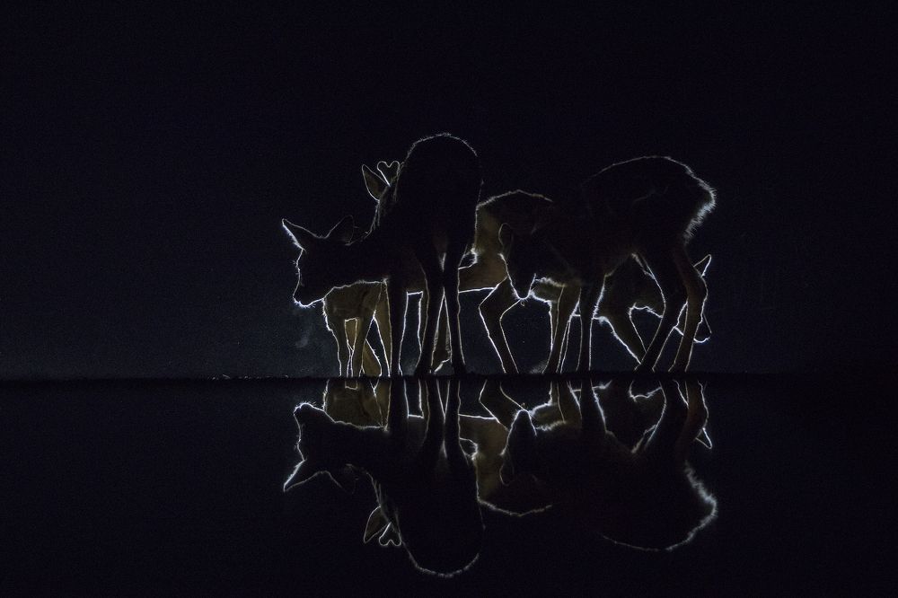 Photograph by Zizi Körmendy