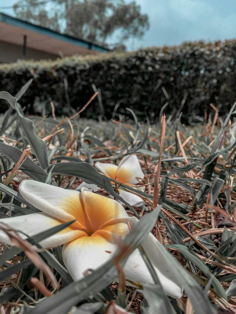 Photograph by Alexander Pariola