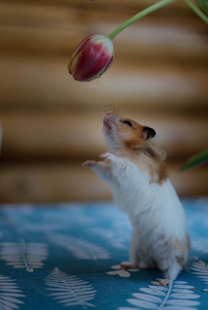 Photograph by Елена Митина