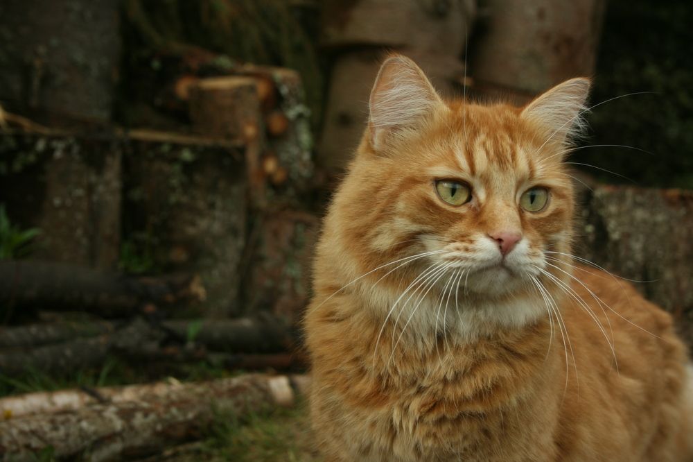 Фотография автора Варвара