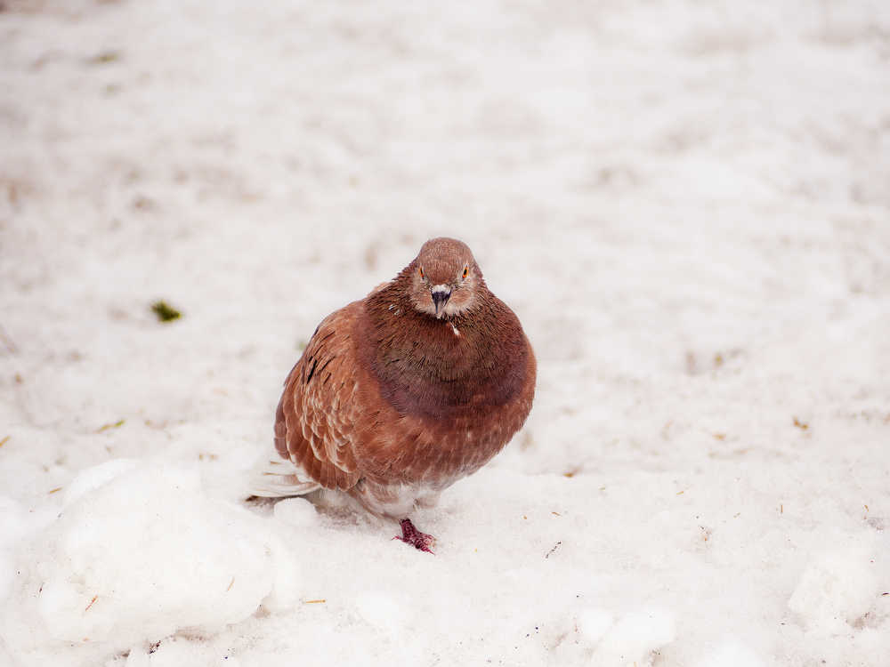 Photograph by Дмитрий Поварков