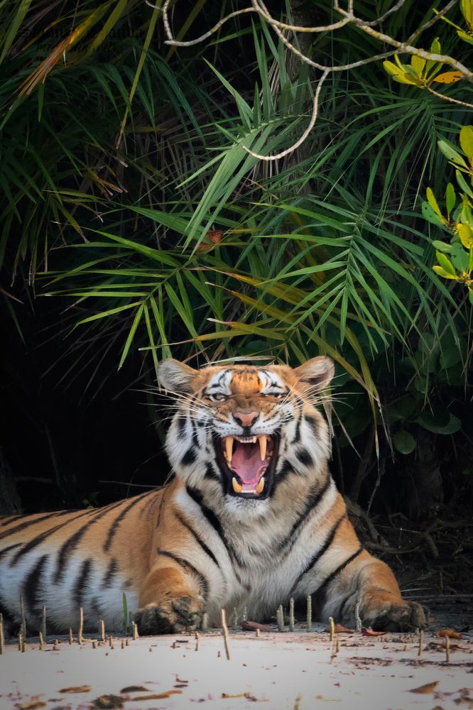 Photograph by Dr Soumen Chanda