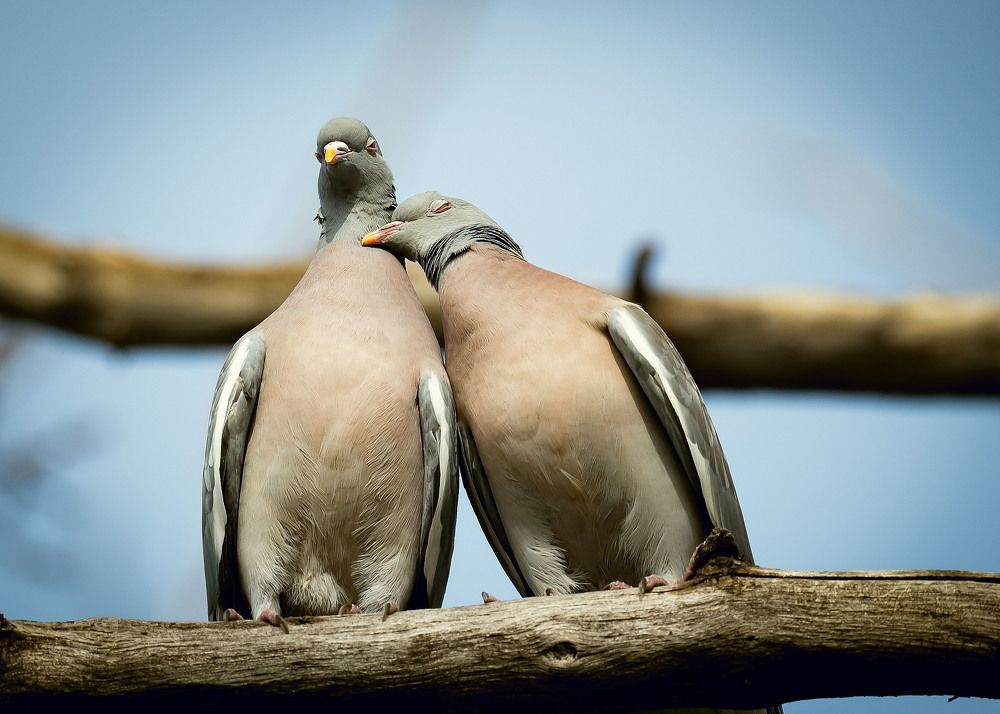 Фотография автора Myrzabek Ozubekov