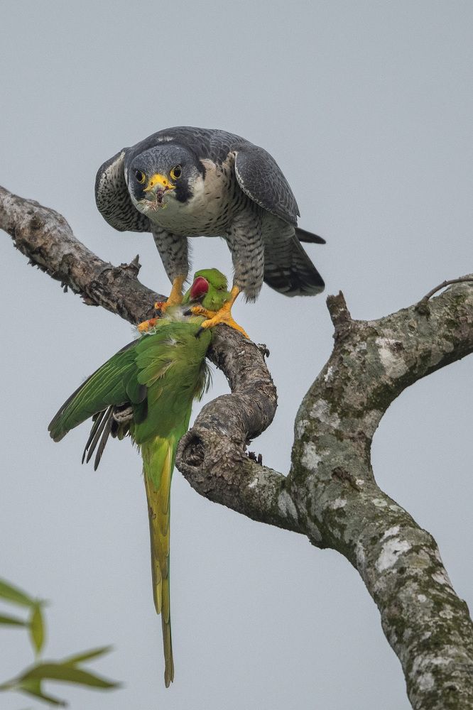 Photograph by Dr Soumen Chanda