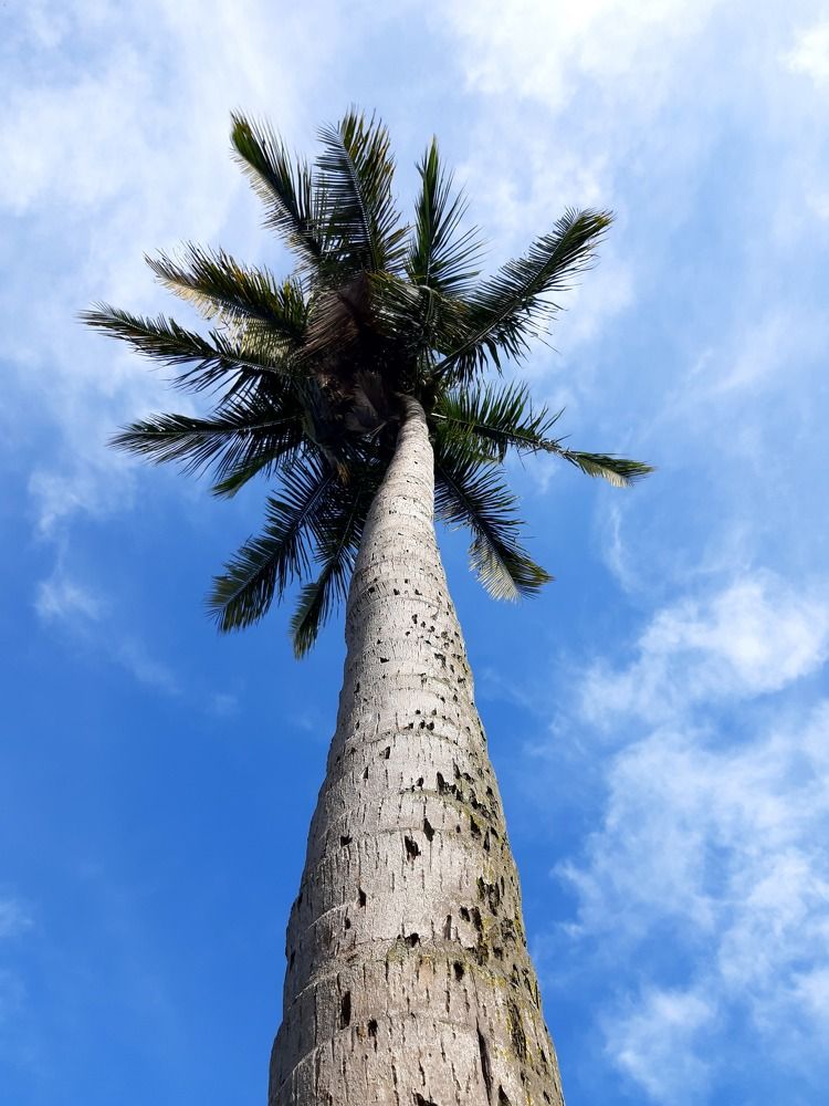 Фотография автора Paul Anton Mahinay