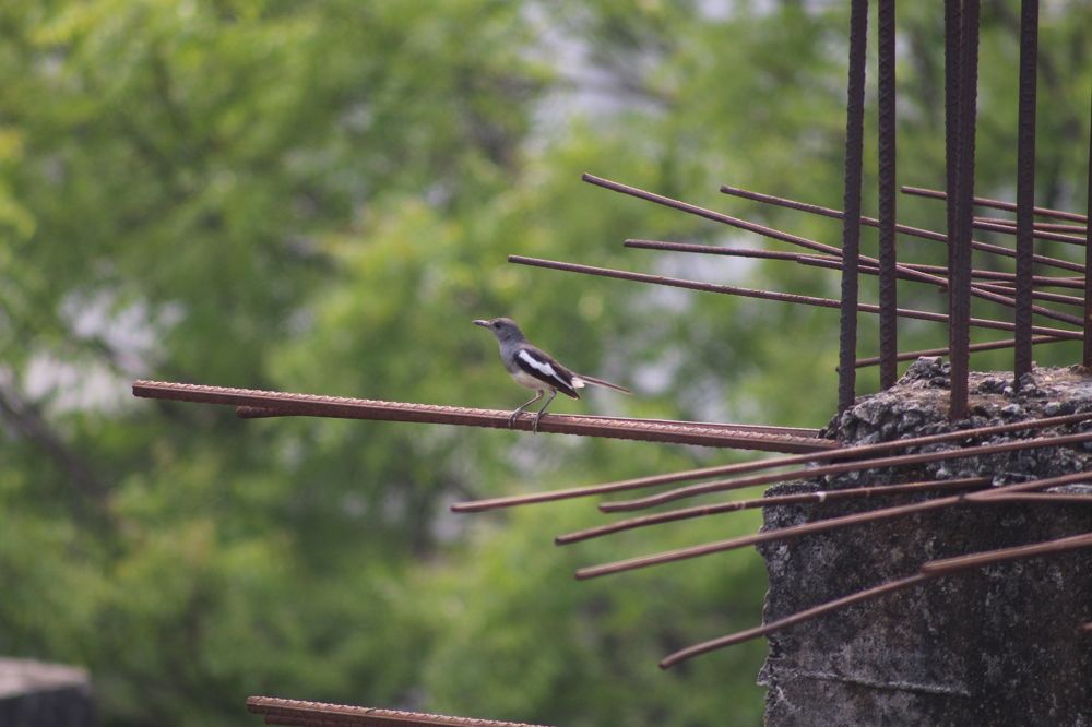 Photograph by Arindam Khatua