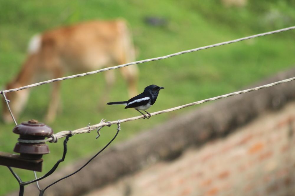 Photograph by Arindam Khatua