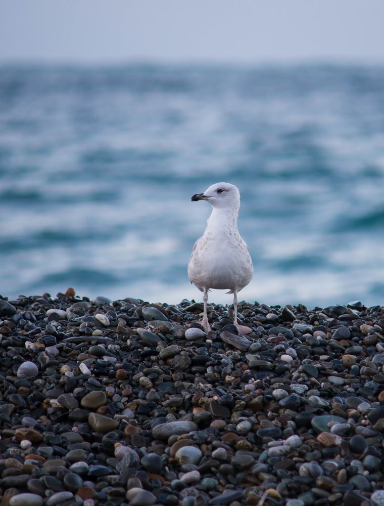 Фотография автора Григорий Червяков