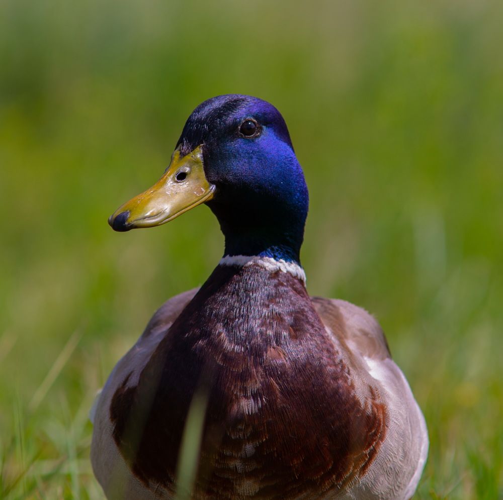 Фотография автора Григорий Червяков
