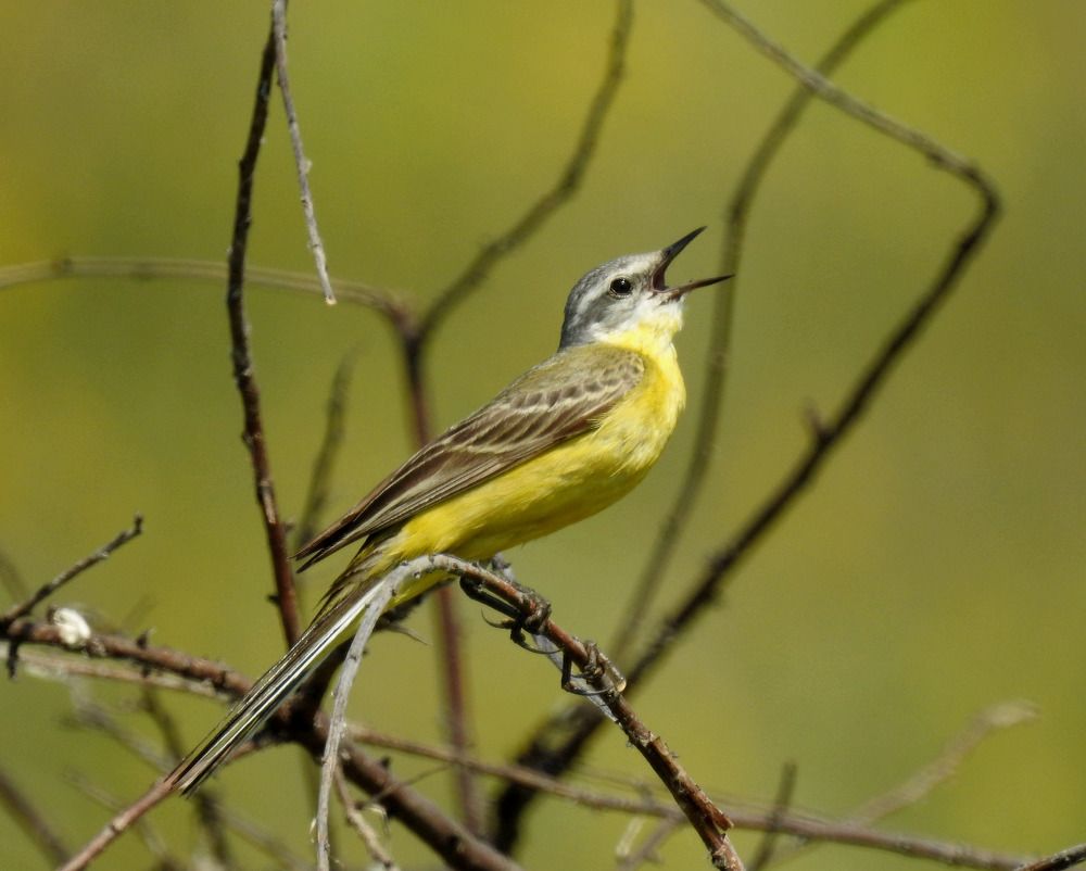 Жёлтая трясогузка