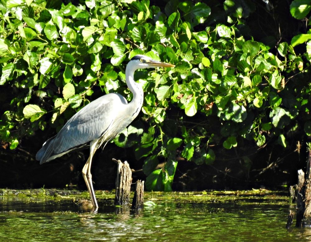 Серая цапля