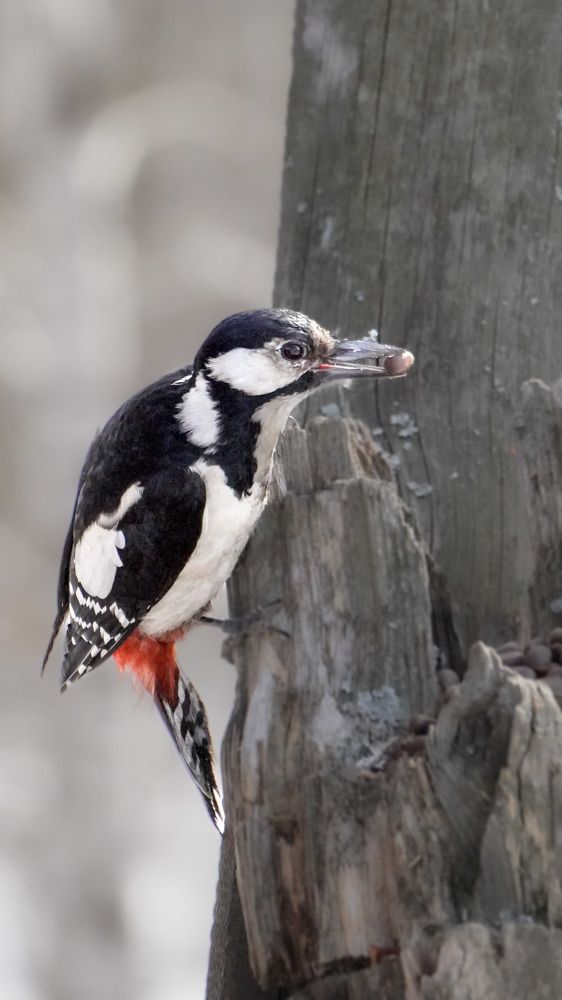 Photograph by Высотских Владимир