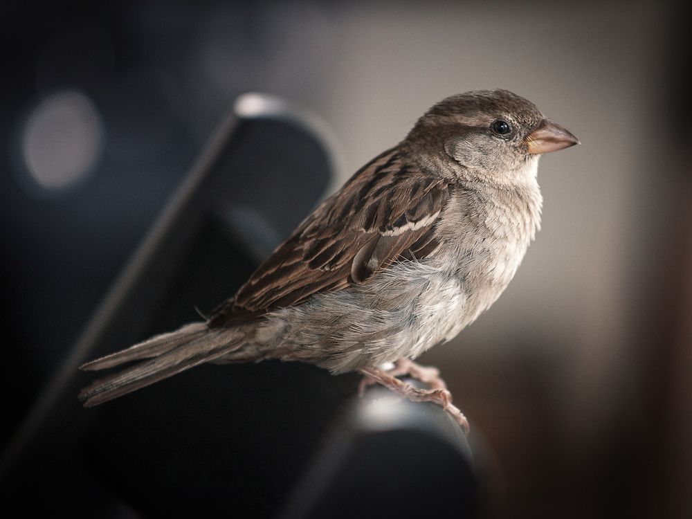 Фотография автора Иван Вострецов