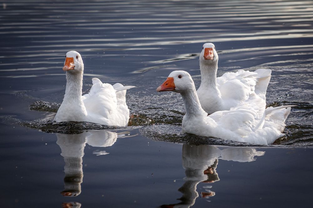 Фотография автора Иван Вострецов