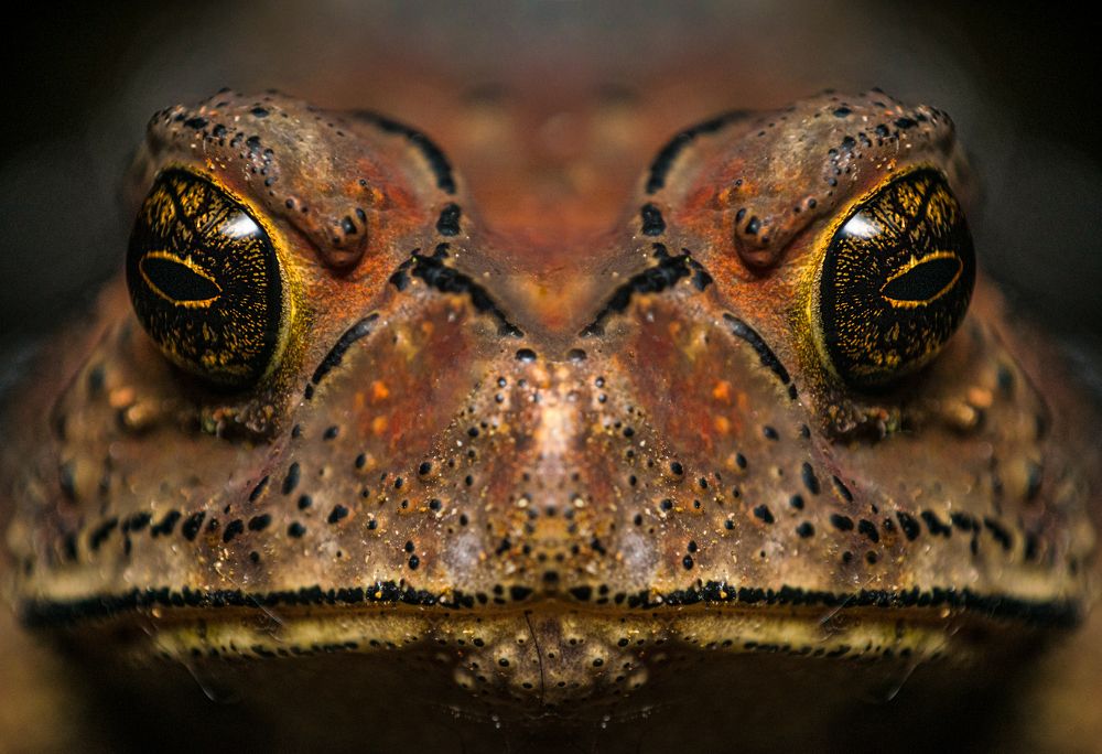 Asian Toad