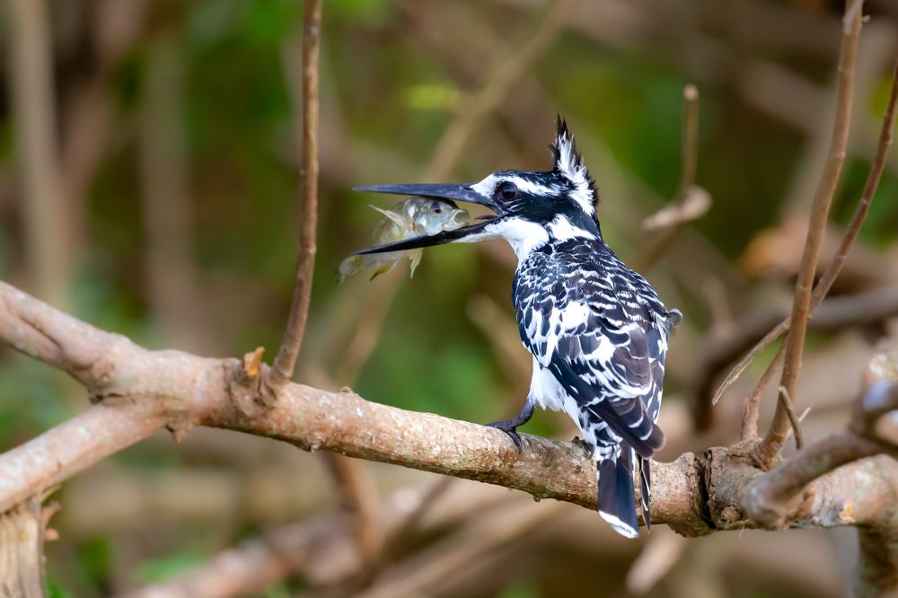 Photograph by Roman Bevzenko