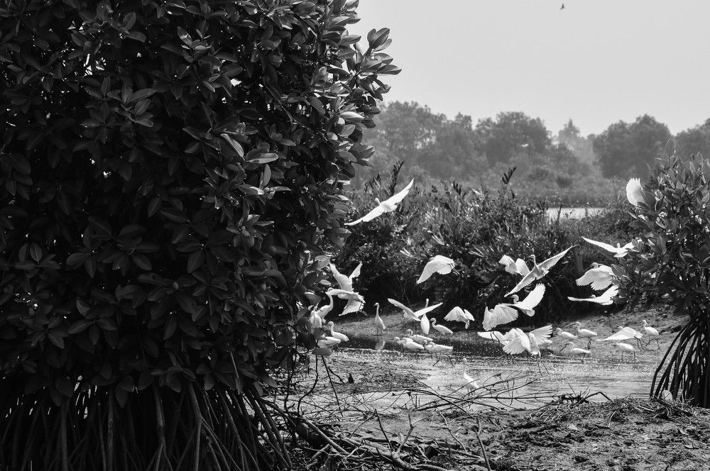 Photograph by Dhaneesh