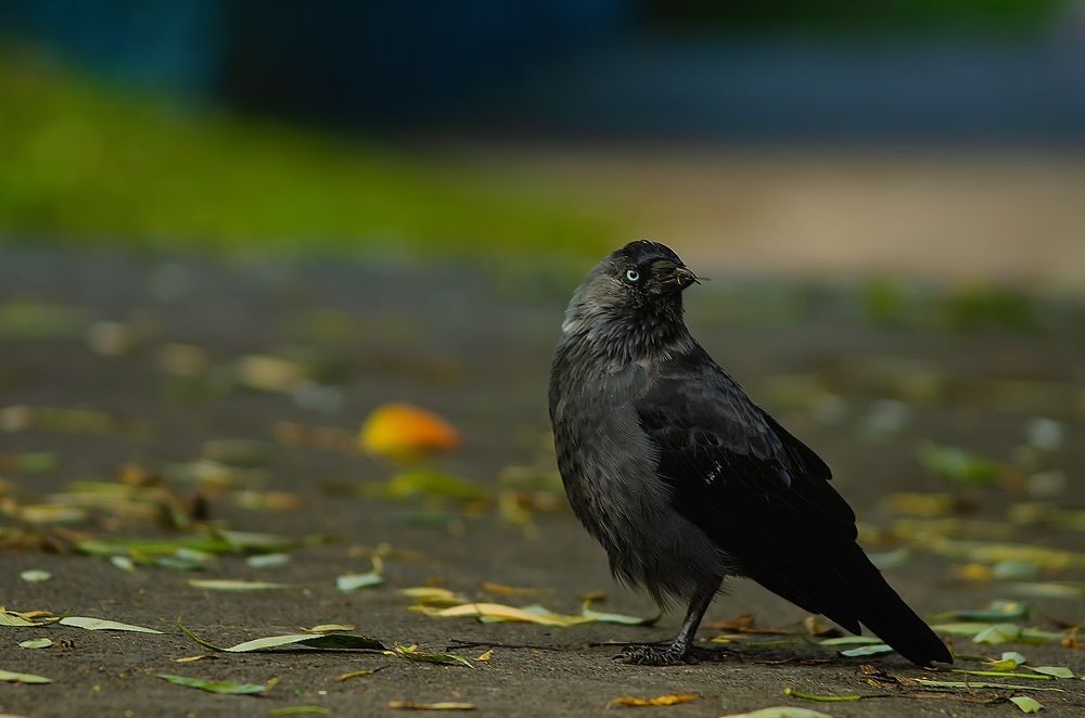 Photograph by Евгения Антонова