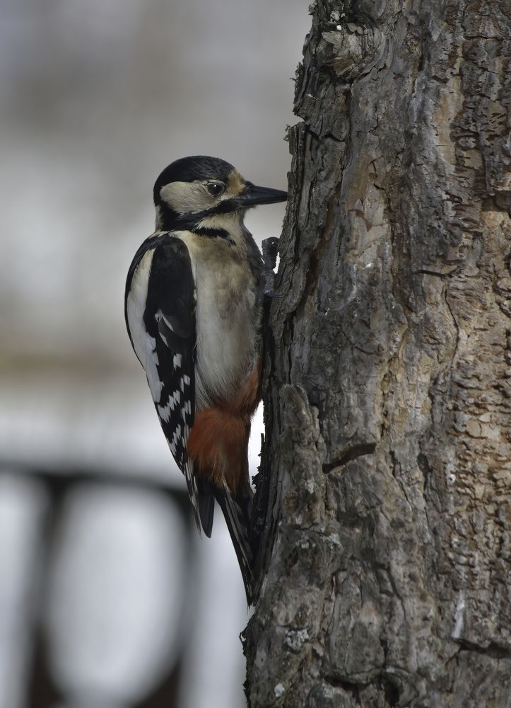 Photograph by Subway