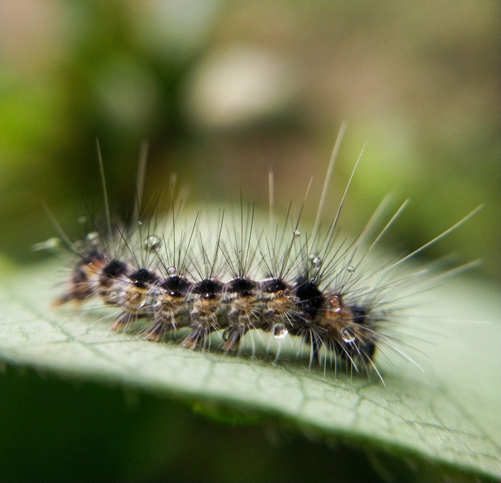 Photograph by Sajal Menon