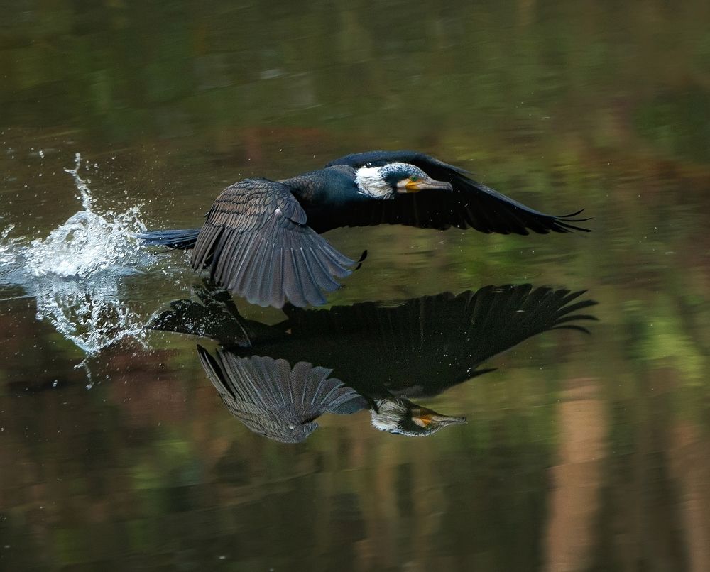 Photograph by Vishal N