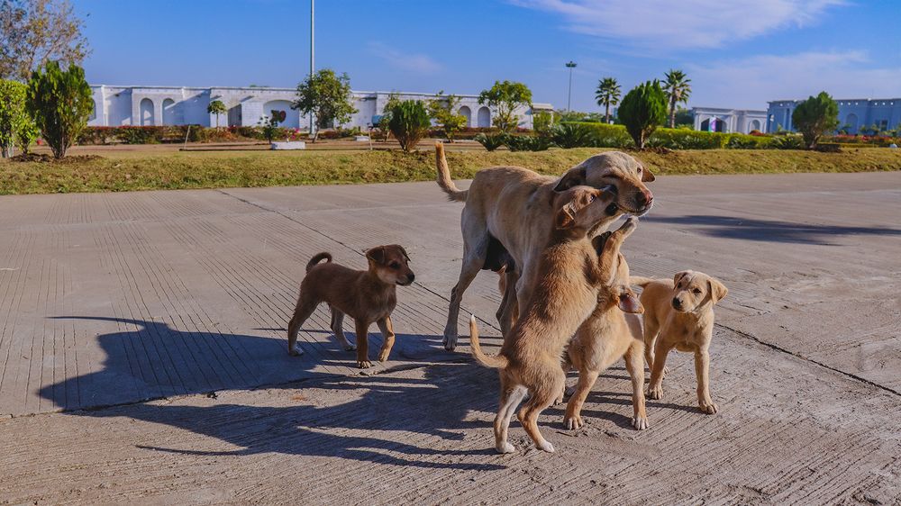 Photograph by Yash Sadawana