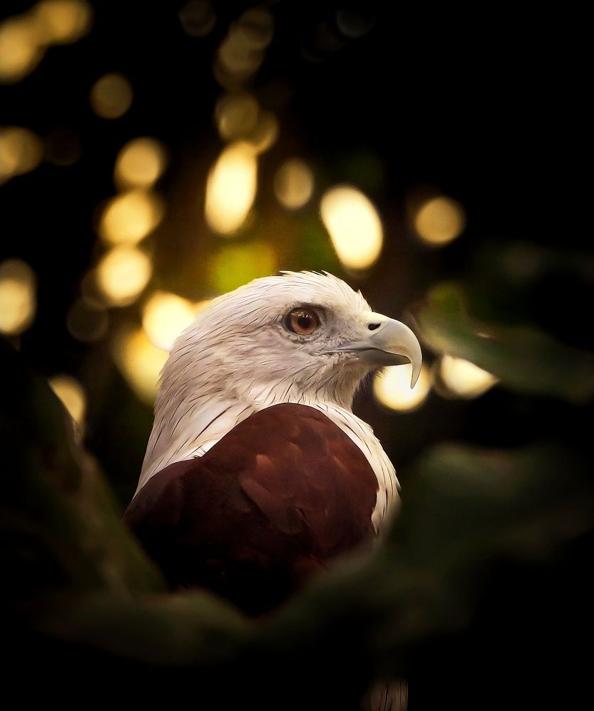 Photograph by Vishal N