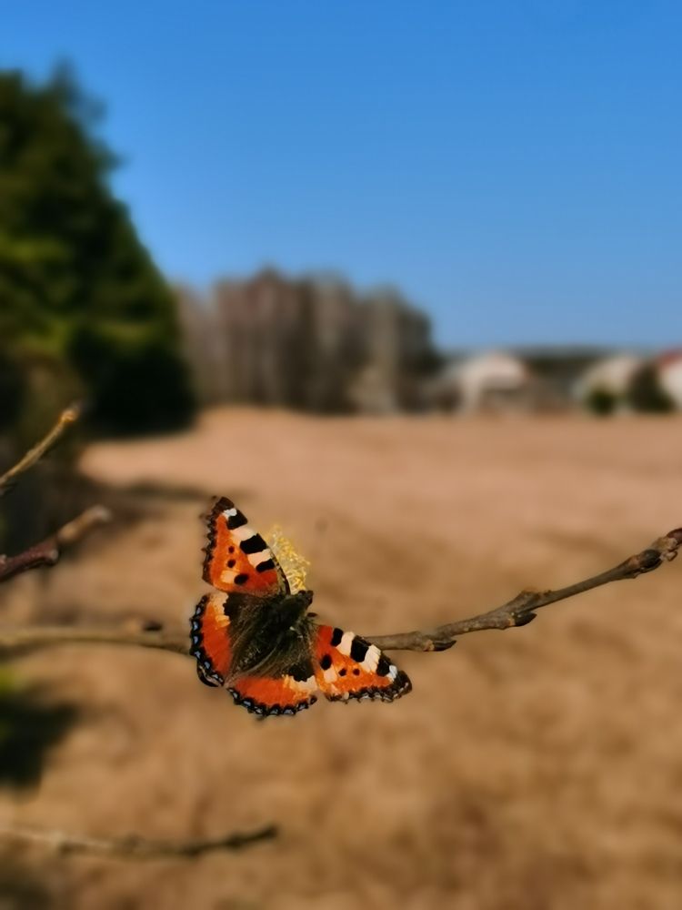 Весна проснулась