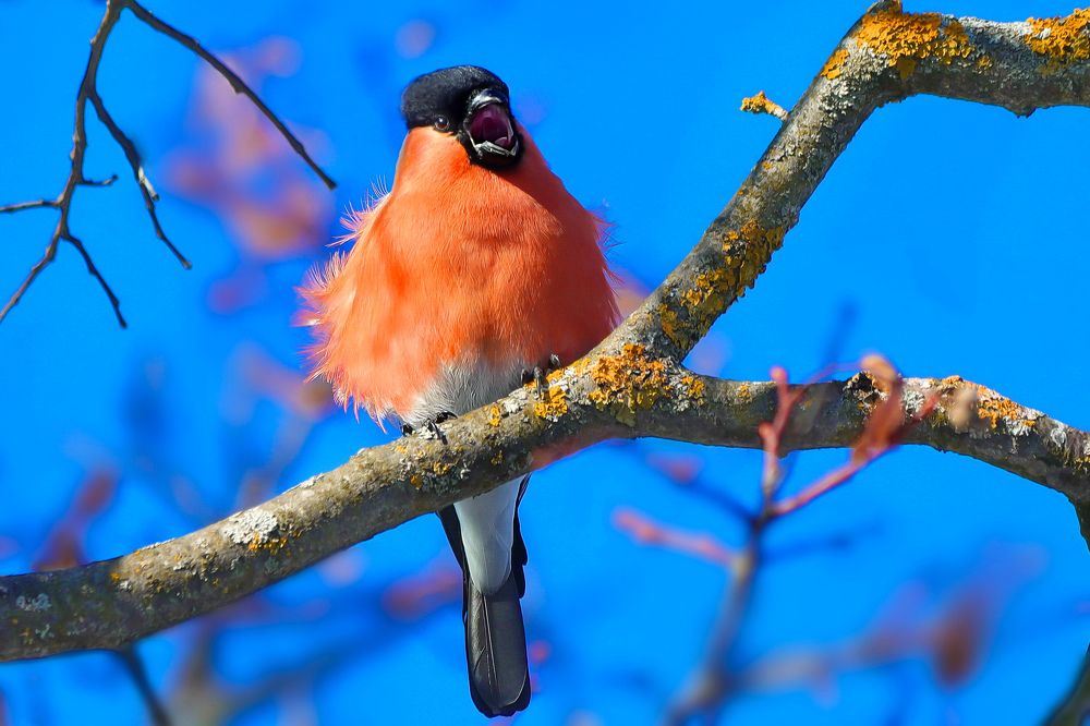 Спой, птичка, не стыдись.