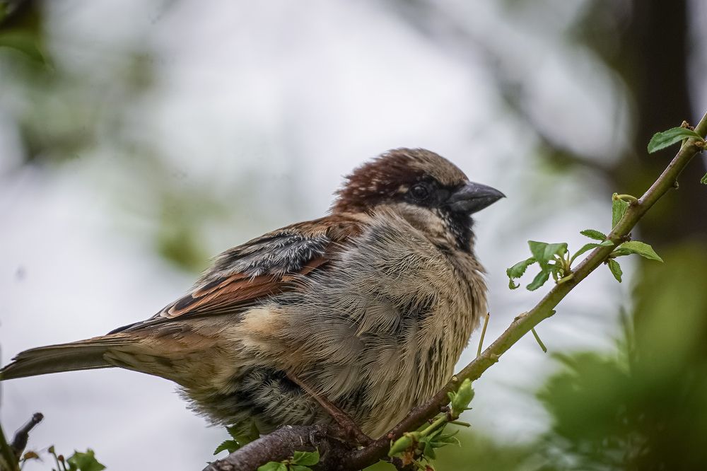 Photograph by Эльза Чанба