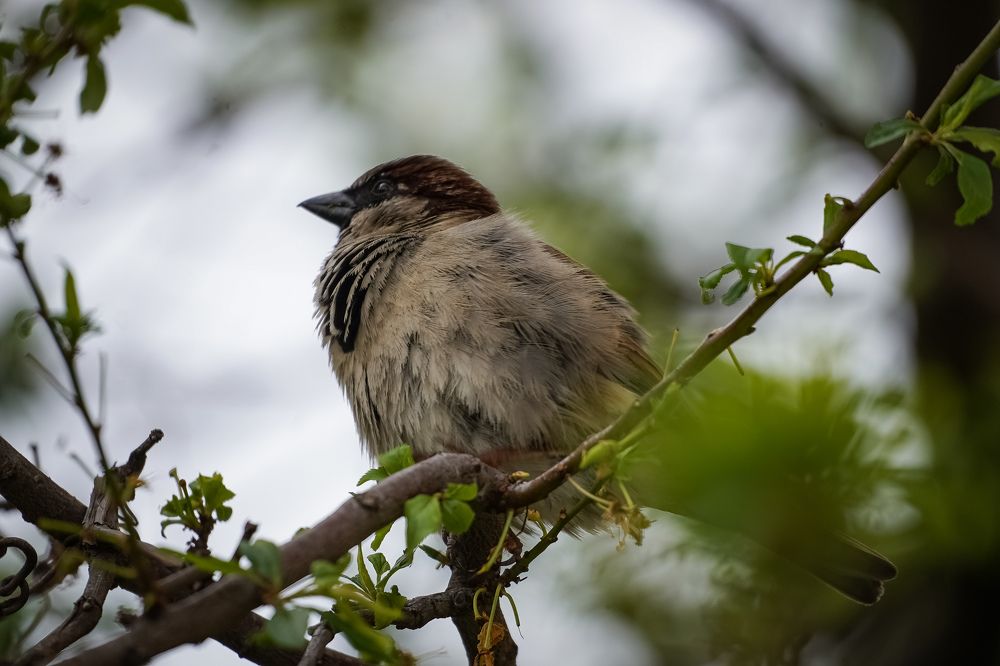 Photograph by Эльза Чанба