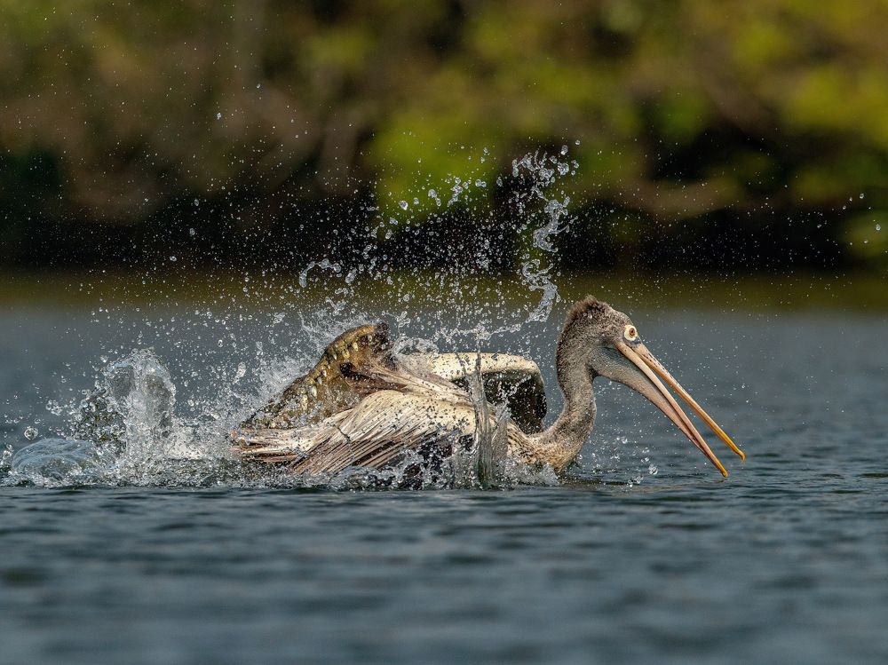 Photograph by Kalyan Chakraborty