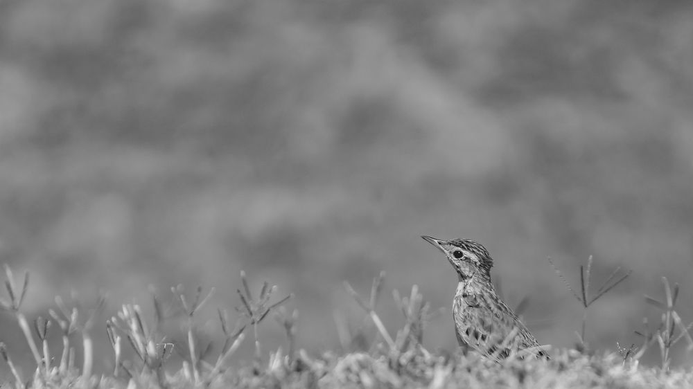 Photograph by Yash Sadawana