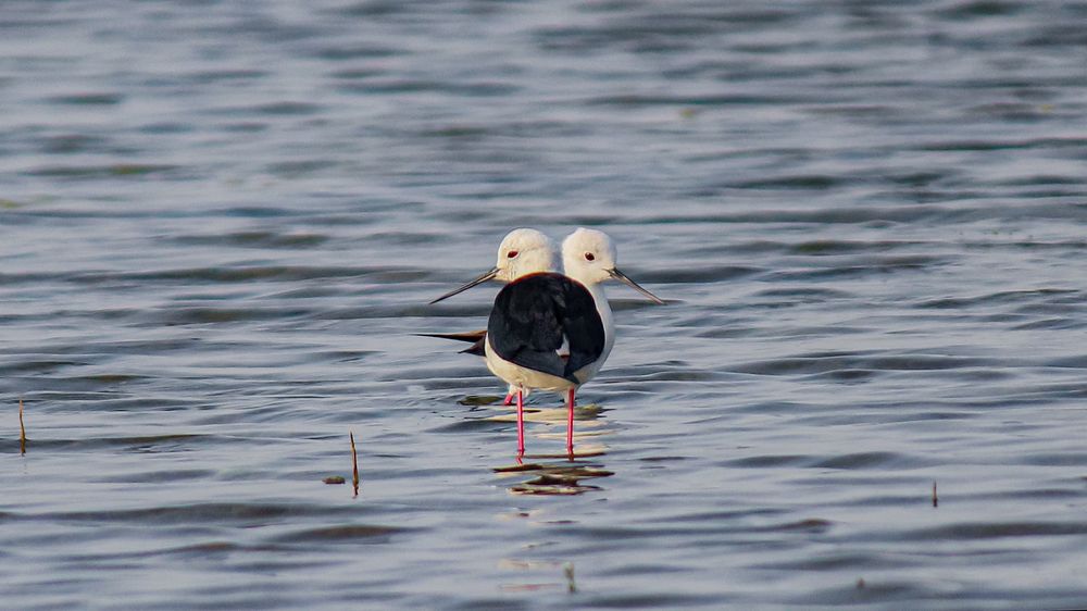 Photograph by Yash Sadawana